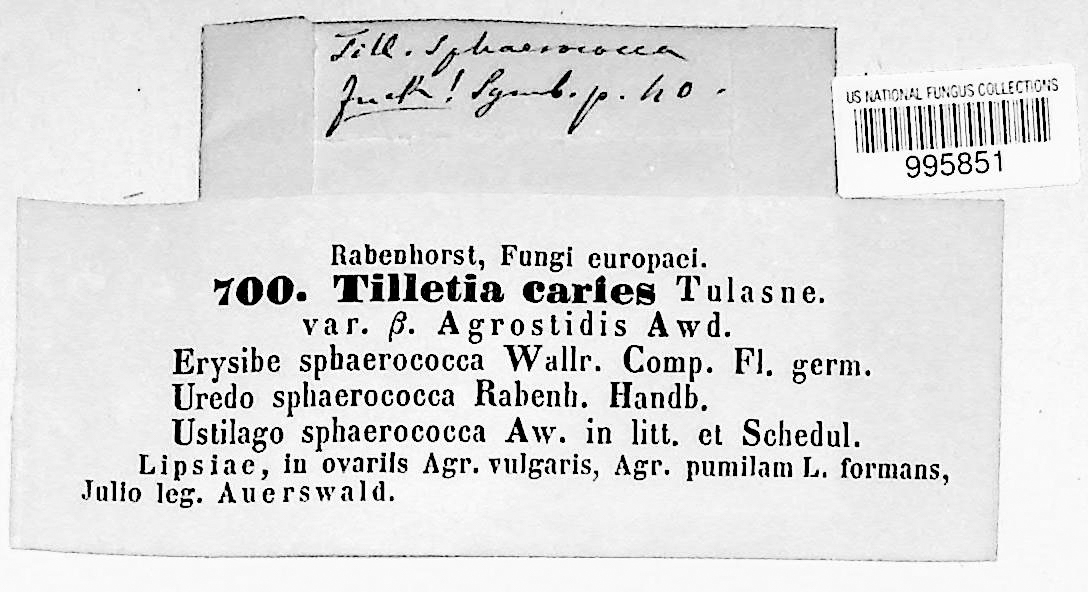Tilletia caries thumbnail